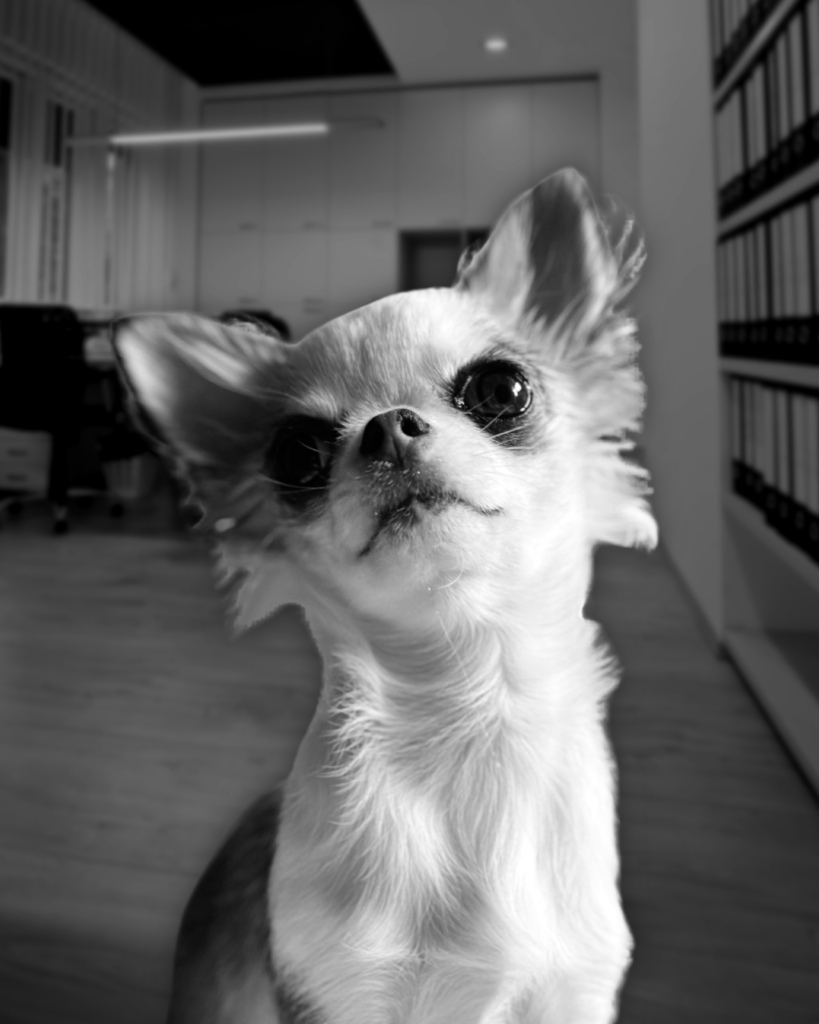 Ein Hund - Chihuahua - der in einem Büro sitzt und in die Kamera guckt